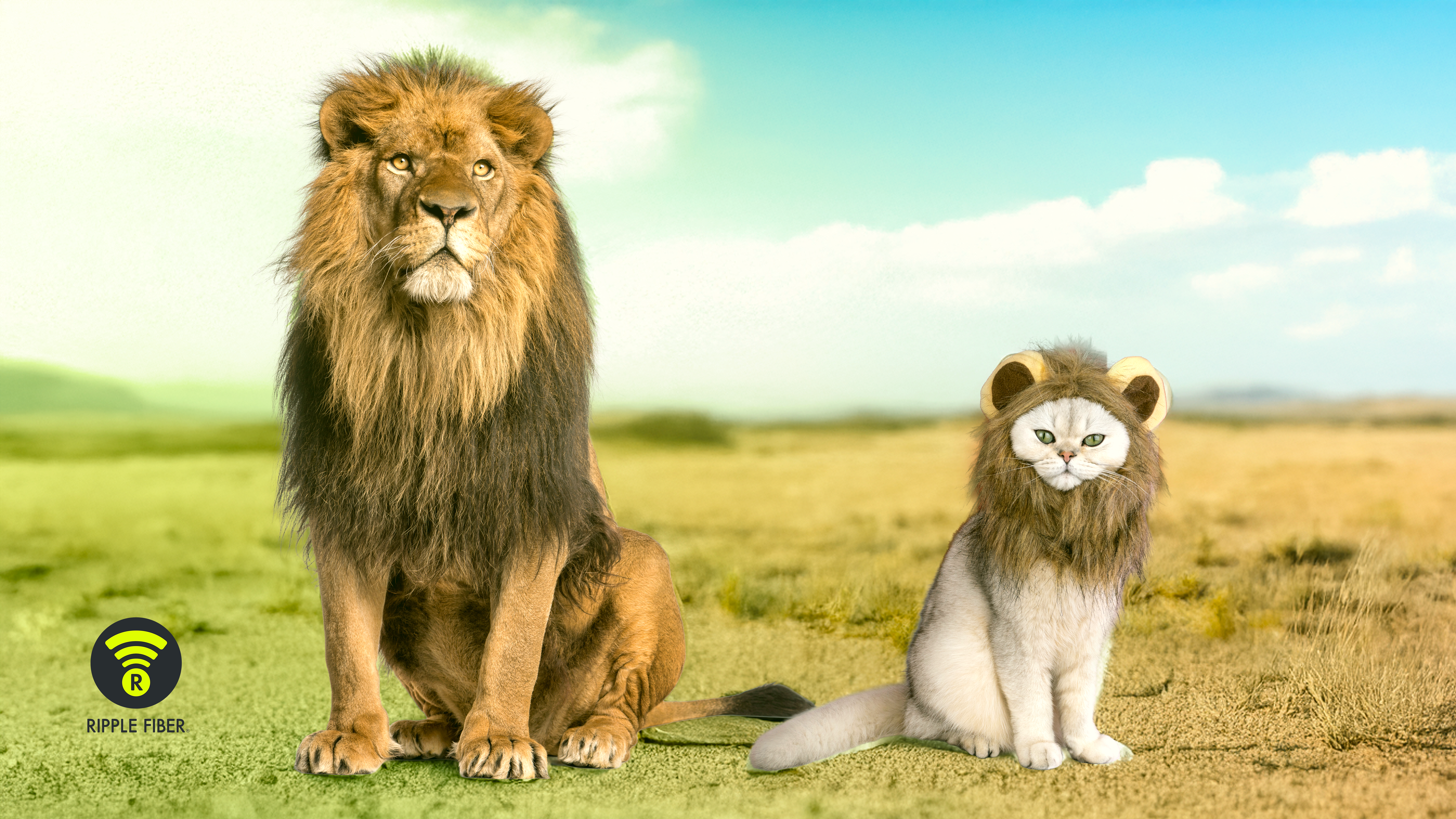 Not All Fiber Internet is Equal: 100% Fiber vs. Fiber-Powered